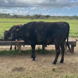 20 Wagyu Steers