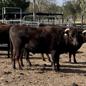 Full Blood Finished Wagyu Steers