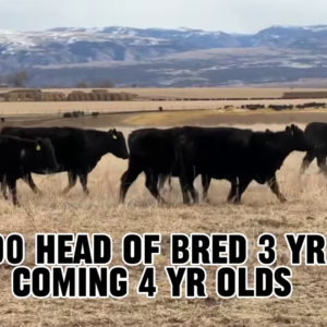 BC328A-300 Bred Cows