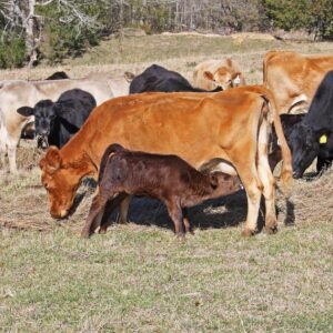 HP322C-20 Heifer Pairs