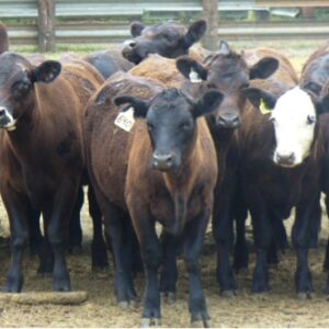 HP325A-50 Heifer Pairs