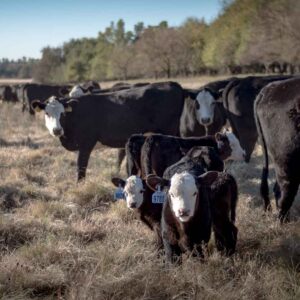 Grass-fed slaughter calf, Angus x Hereford