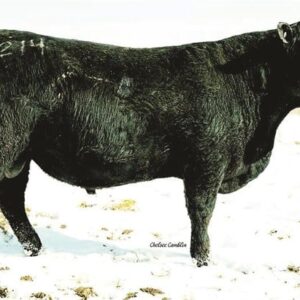 INNOVATION 2214 – 1 Purebred Angus