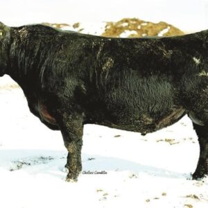 EFFECTIVE 242 – 1 Purebred Angus – Bulls