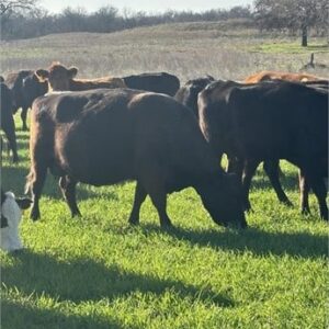 85 Purebred Angus, Red Angus