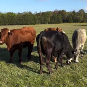 100 Angus, Brangus, Charolais – Cows