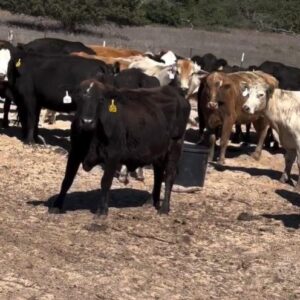 50 Angus, Brahman – Cows