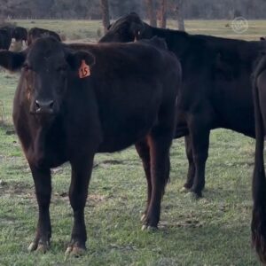 50 Angus – Cows