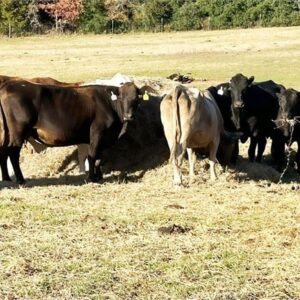 125 Angus, Black Baldy – Cows