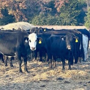 80 Angus, Black Baldy, Brangus – Cows