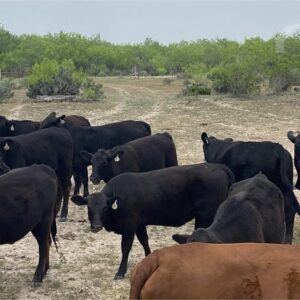 19 Angus – Bred Heifers