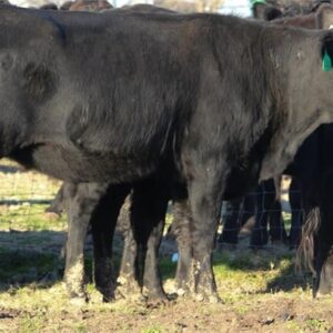 80 Purebred Angus, Black Baldy – Bred Heifers