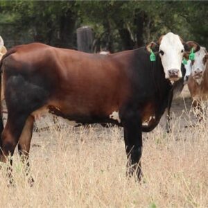 10 F1 Braford, Tigerstripe – Bred Heifers