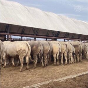 38 Purebred Piedmontese