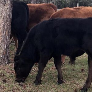 12 Purebred Limousin